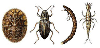 Beetles