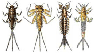 Mayflies